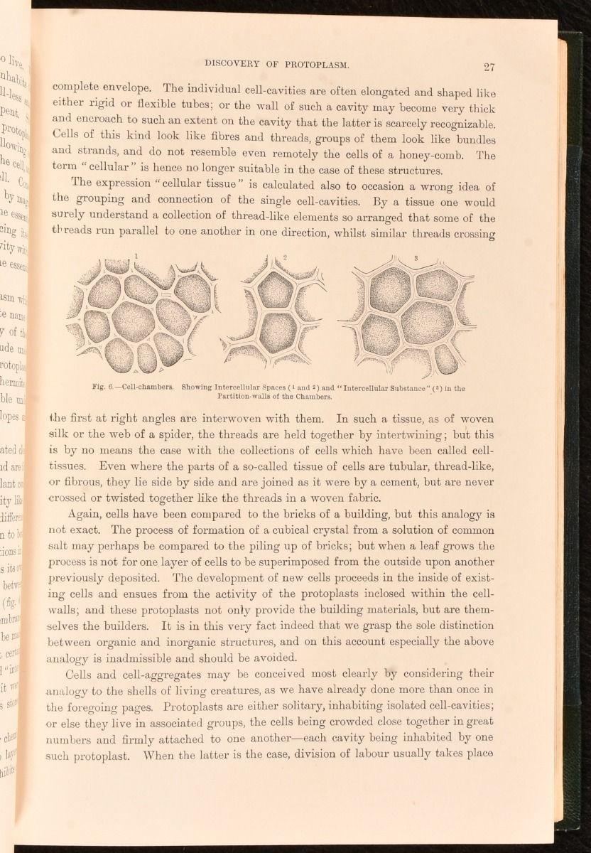 Early 20th Century 1902 The Natural History of Plants For Sale