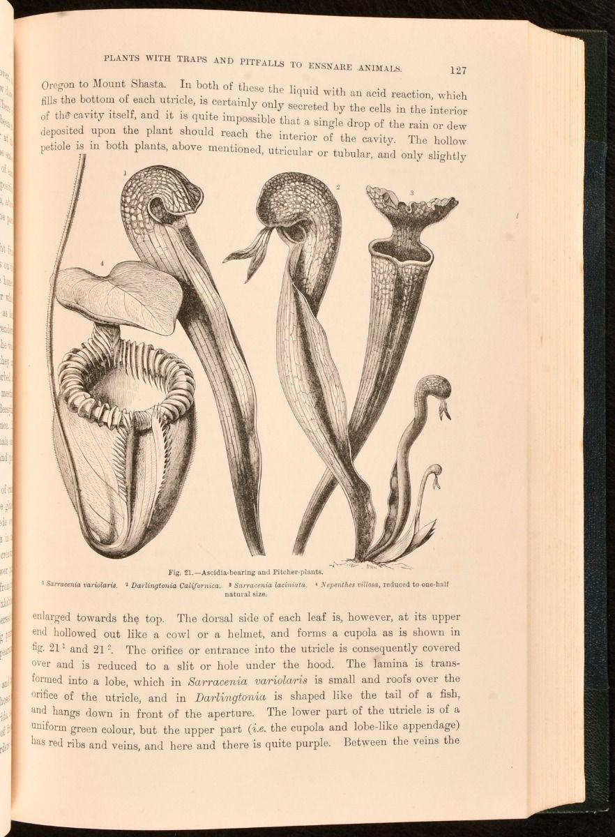 Paper 1902 The Natural History of Plants For Sale