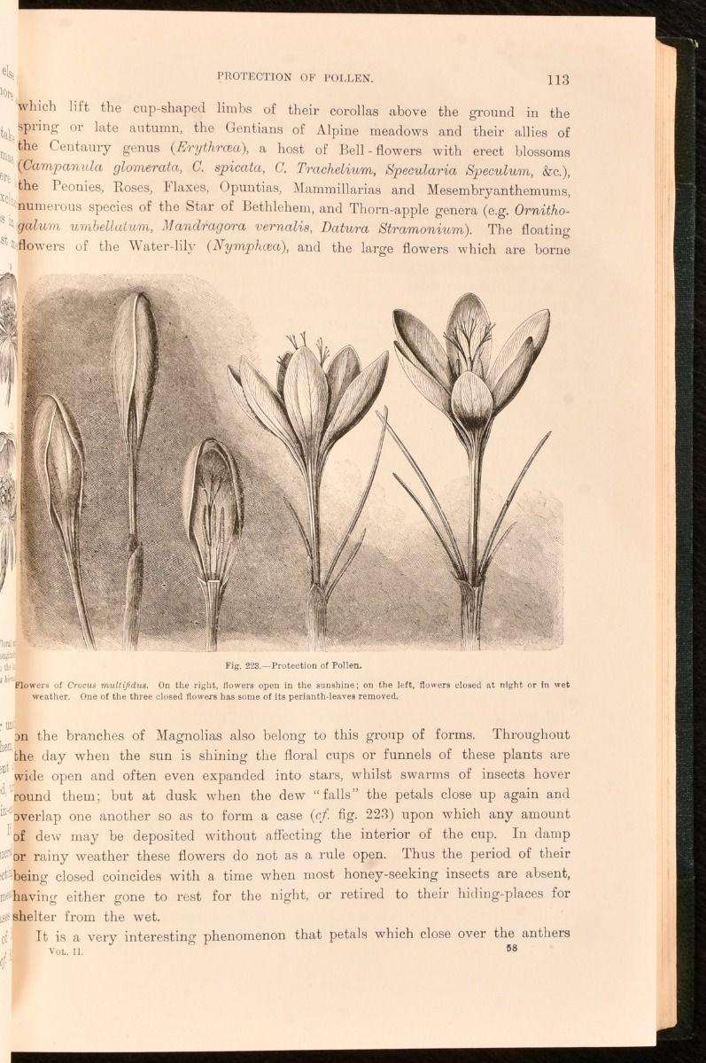 1902 The Natural History of Plants For Sale 3