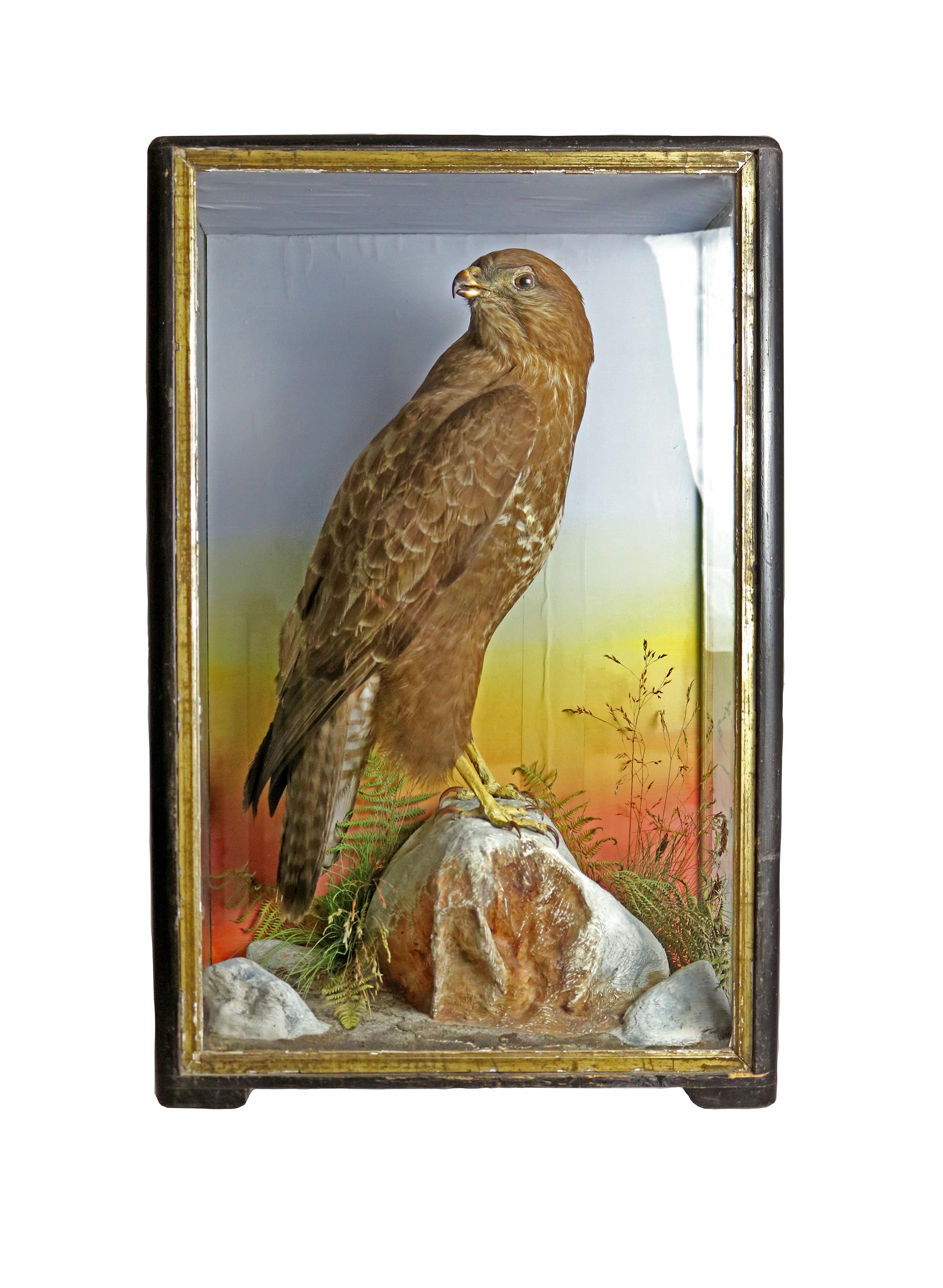A cased taxidermy study of a hawk perched on rock. The back of the box is marked October 3rd 1904.