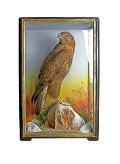 1904 Taxidermy Study of a Hawk
