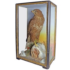 1904 Taxidermy Study of a Hawk