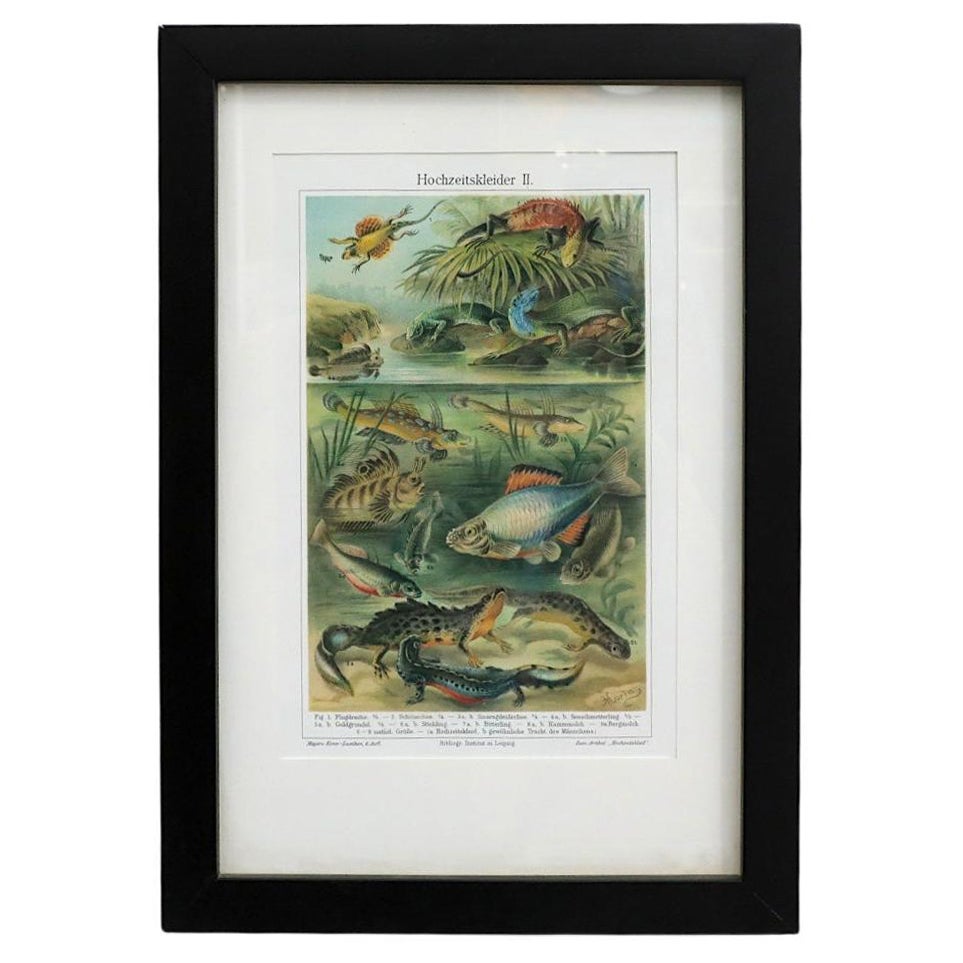 1905 Druckerei Meyer Vertebrate Lithograph, Framed Reprint, Original Condition