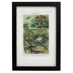 1905 Druckerei Meyer Vertebrate Lithograph, Framed Reprint, Original Condition