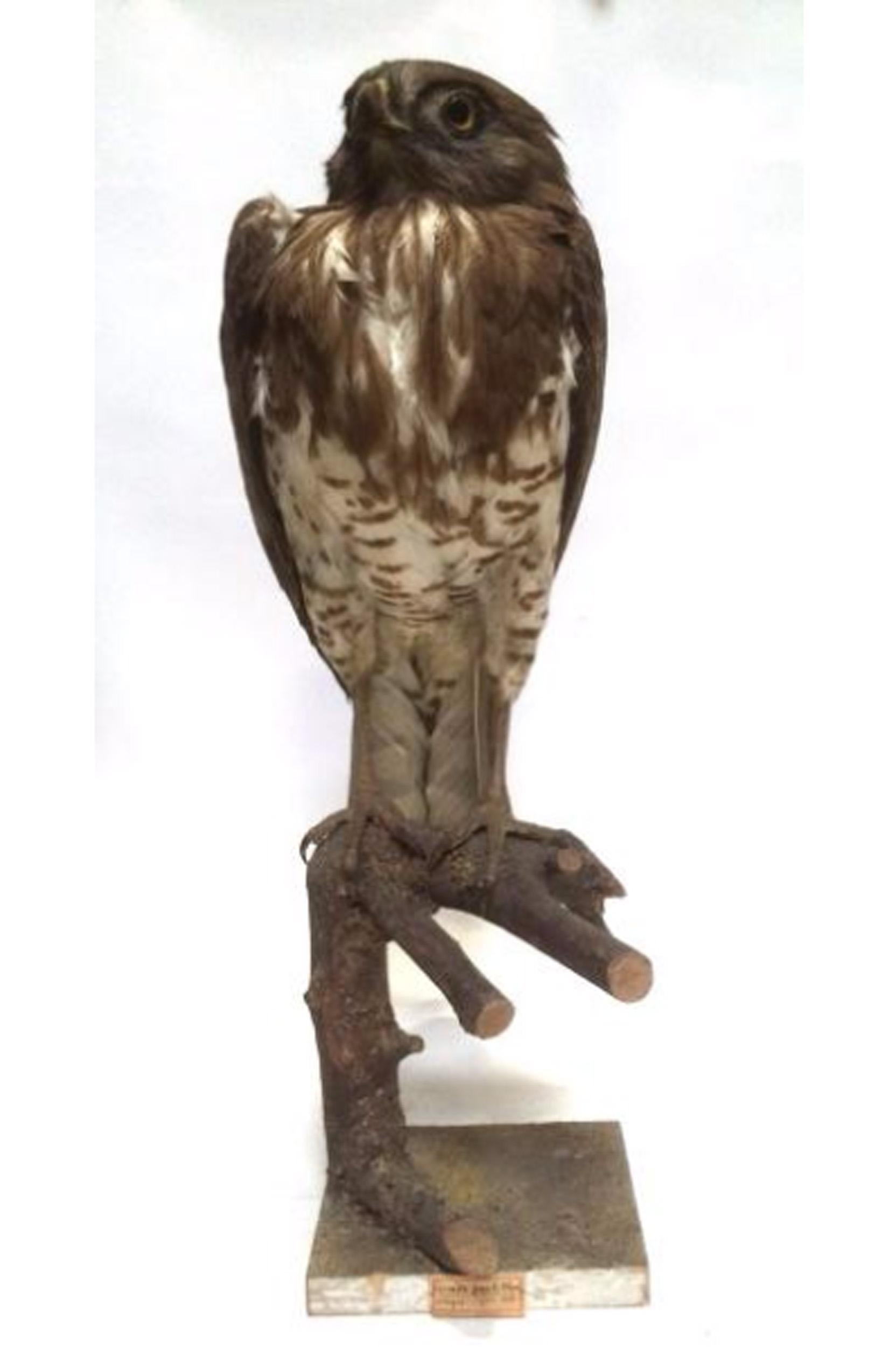 L'aigle serpentaire à bec court (Circaetus gallicus) est présent dans de nombreuses régions du monde, notamment dans le sud-ouest et le sud-est de l'Europe, le nord-ouest de l'Afrique, l'ouest de la Chine et l'Indonésie. Son nom trahit ce qui est