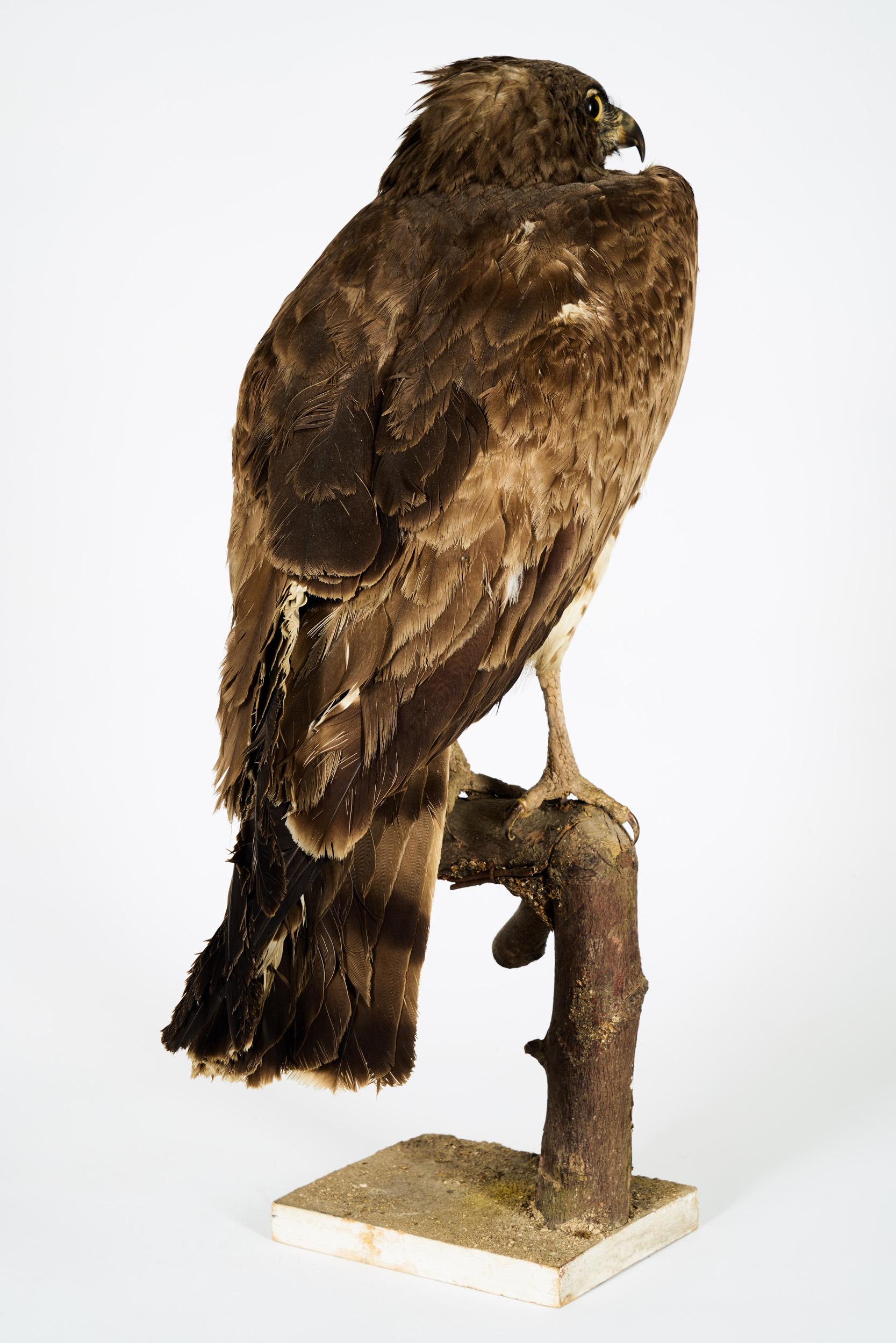 short-toed snake eagle