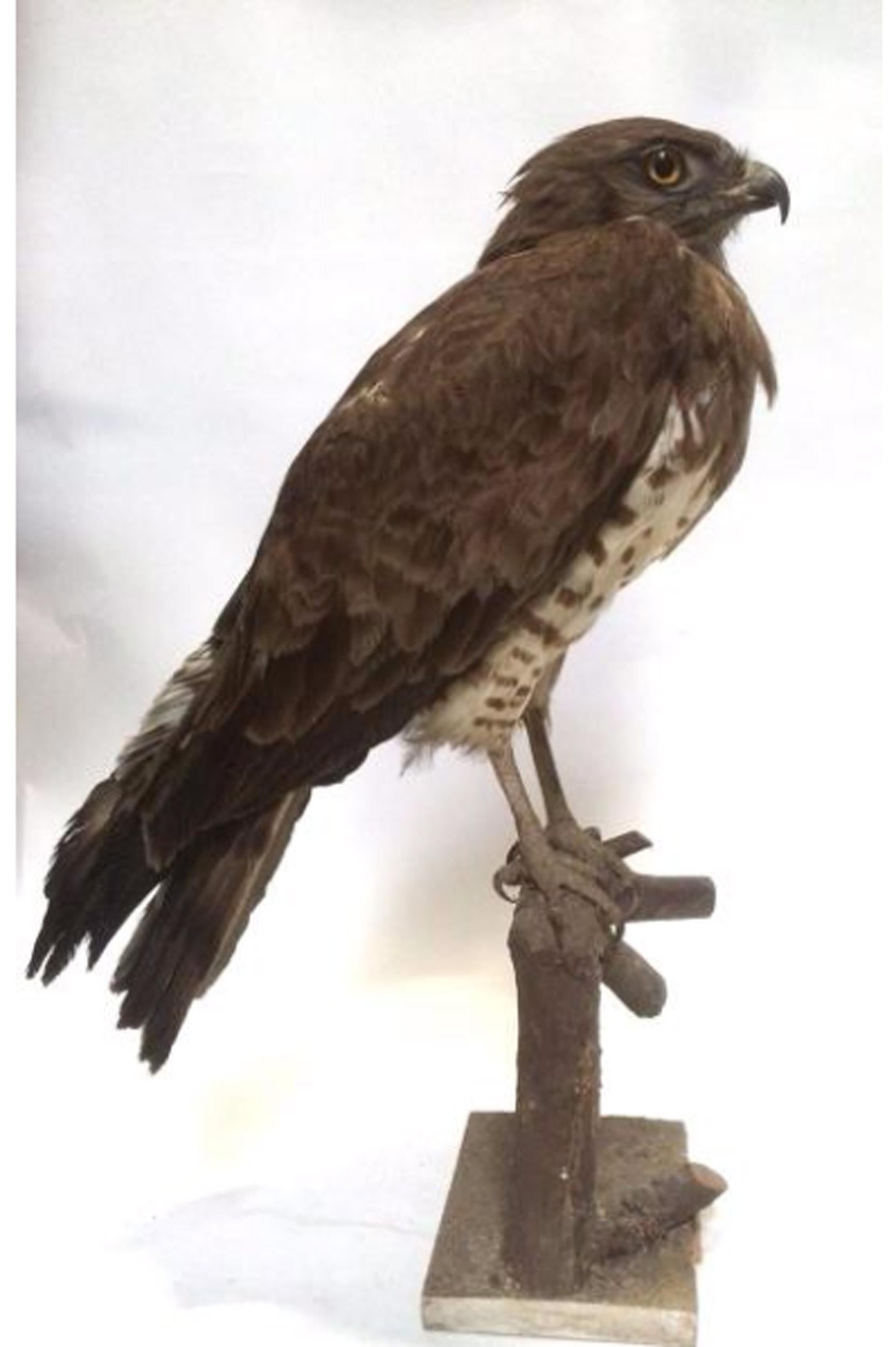 Hand-Carved 1908, Short-Toed Snake Eagle 'Circaetus gallicus' on a Tree Stump For Sale