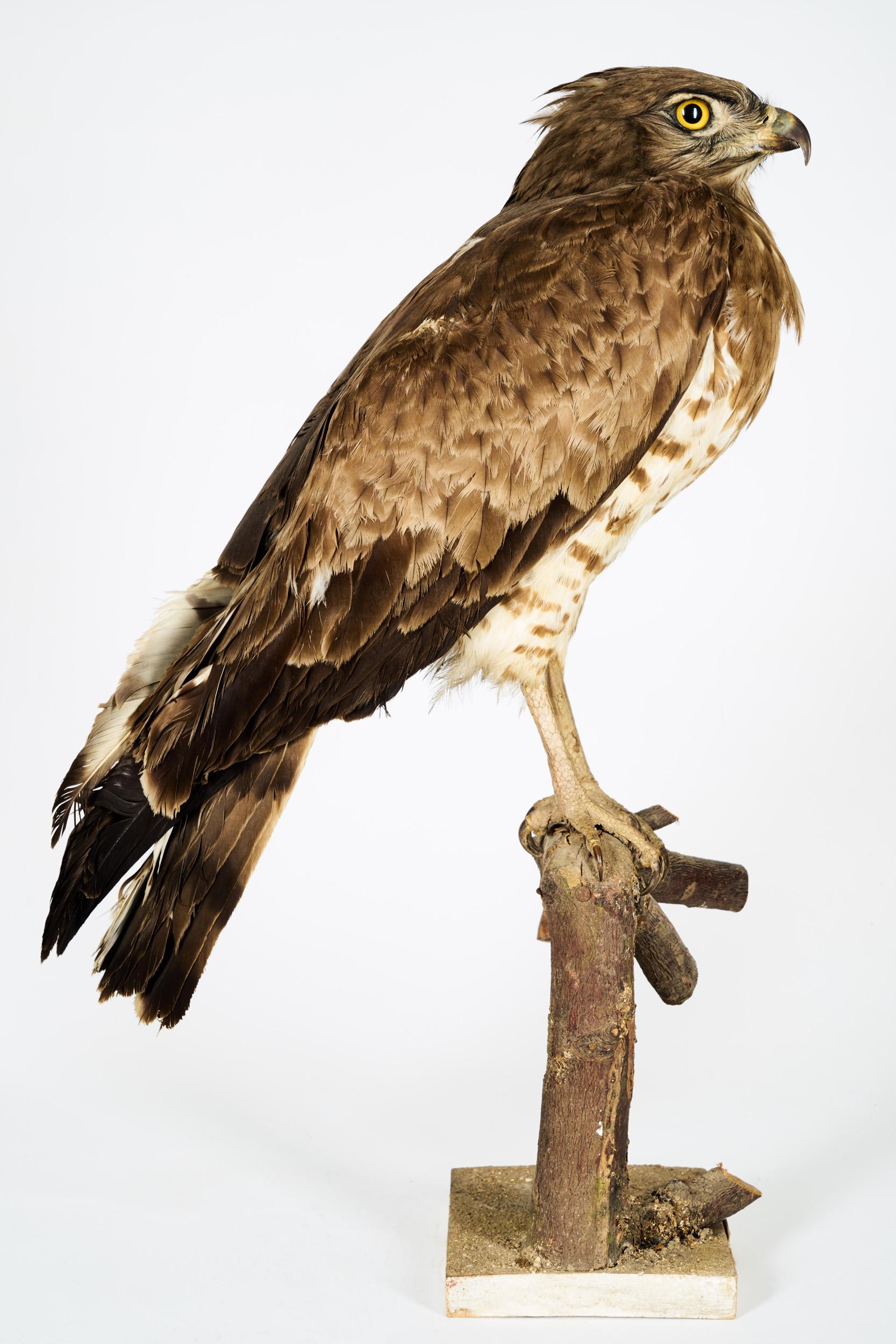 European 1908, Short-Toed Snake Eagle 'Circaetus gallicus' on a Tree Stump