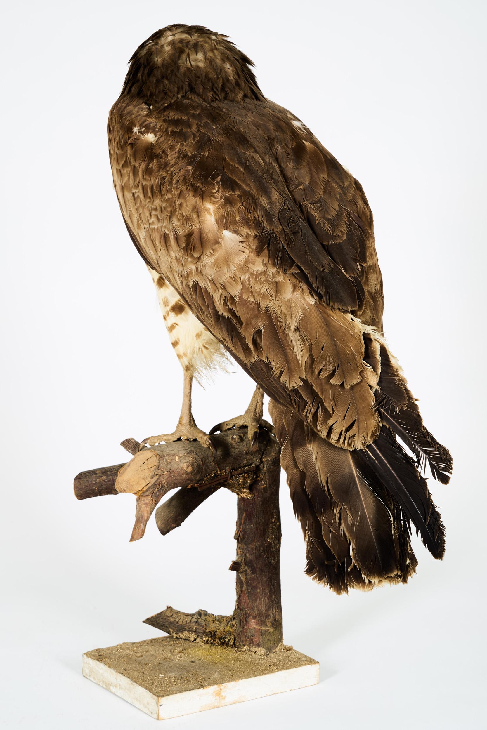 Organic Material 1908, Short-Toed Snake Eagle 'Circaetus gallicus' on a Tree Stump For Sale