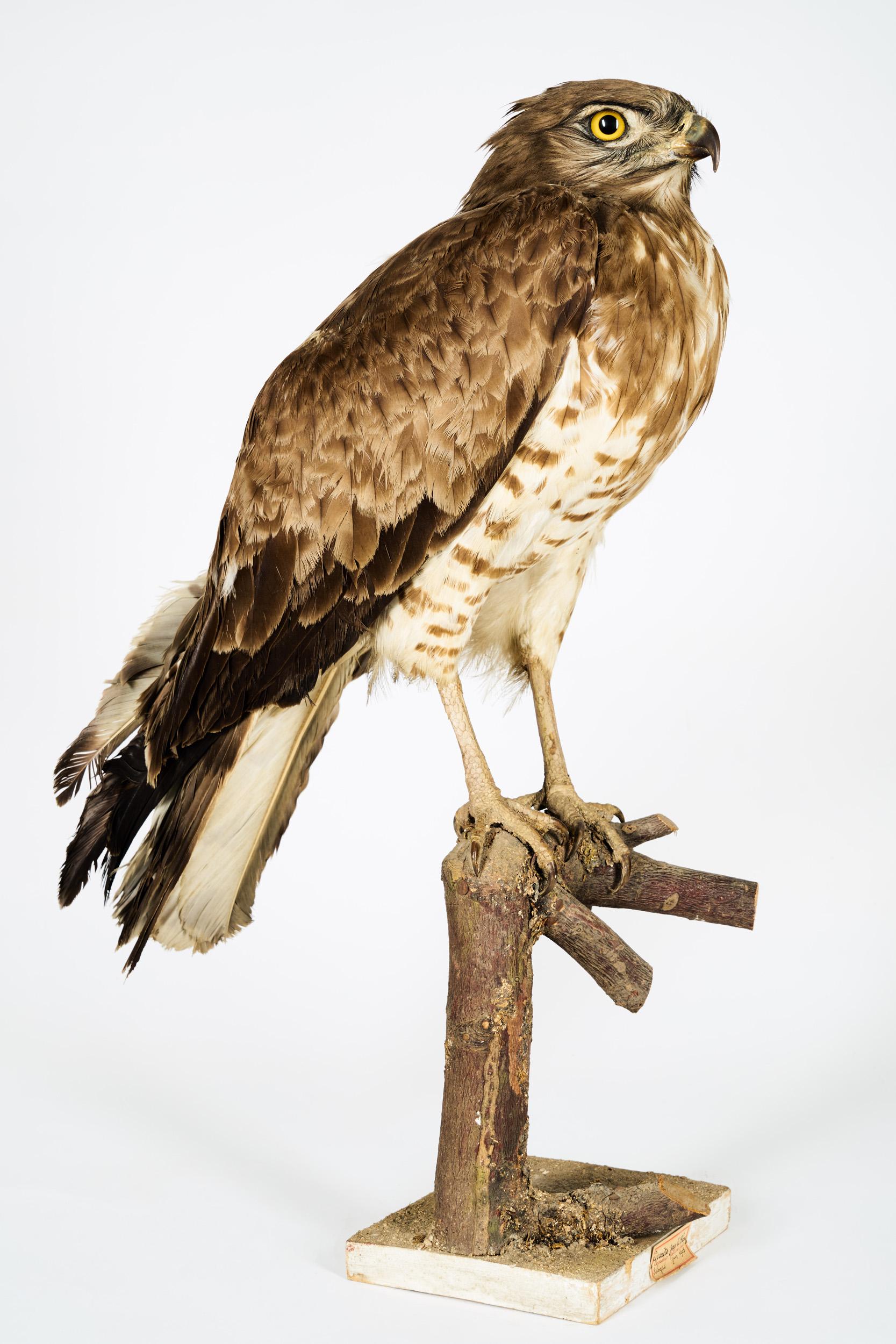 1908, Short-Toed Snake Eagle 'Circaetus gallicus' on a Tree Stump For Sale 1