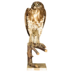 Antique 1908, Short-Toed Snake Eagle 'Circaetus gallicus' on a Tree Stump