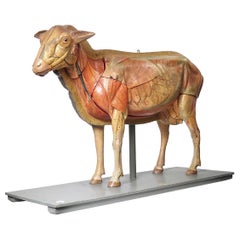 1910 Anatomical Model of Sheep, Germany