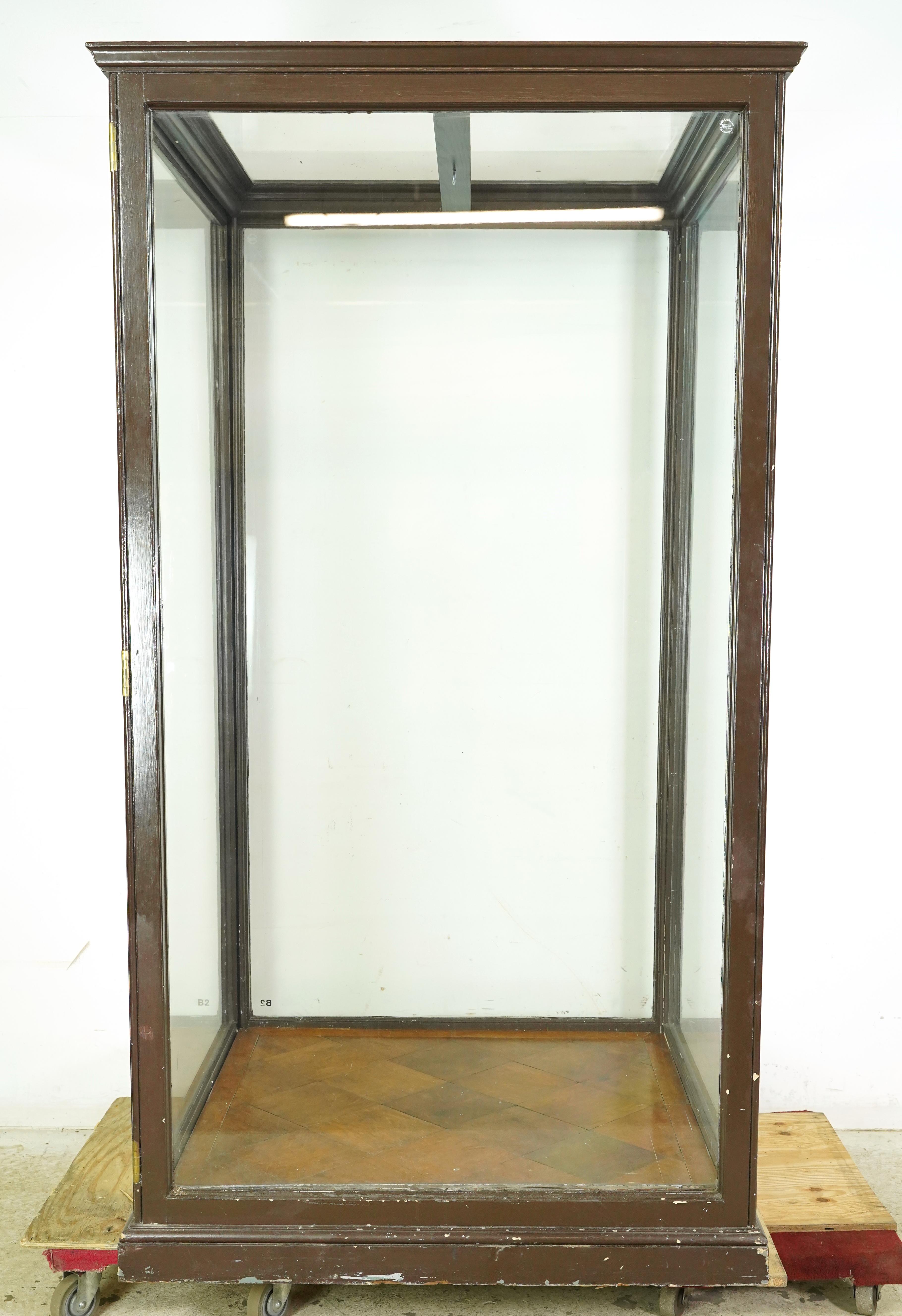 Vetrina da museo inglese antica degli anni '10 del secolo scorso 4