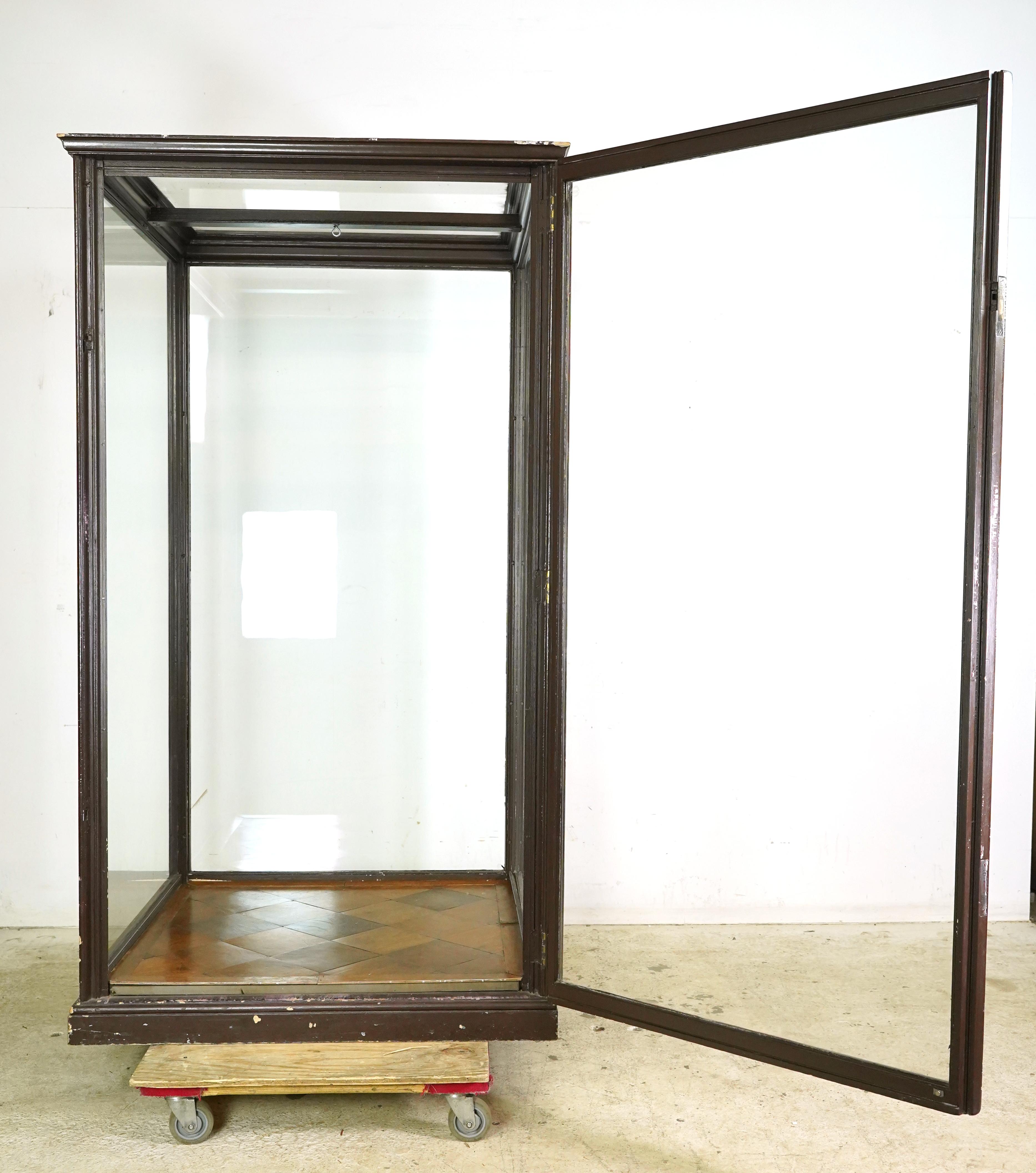 Vetrina da museo inglese antica degli anni '10 del secolo scorso 8