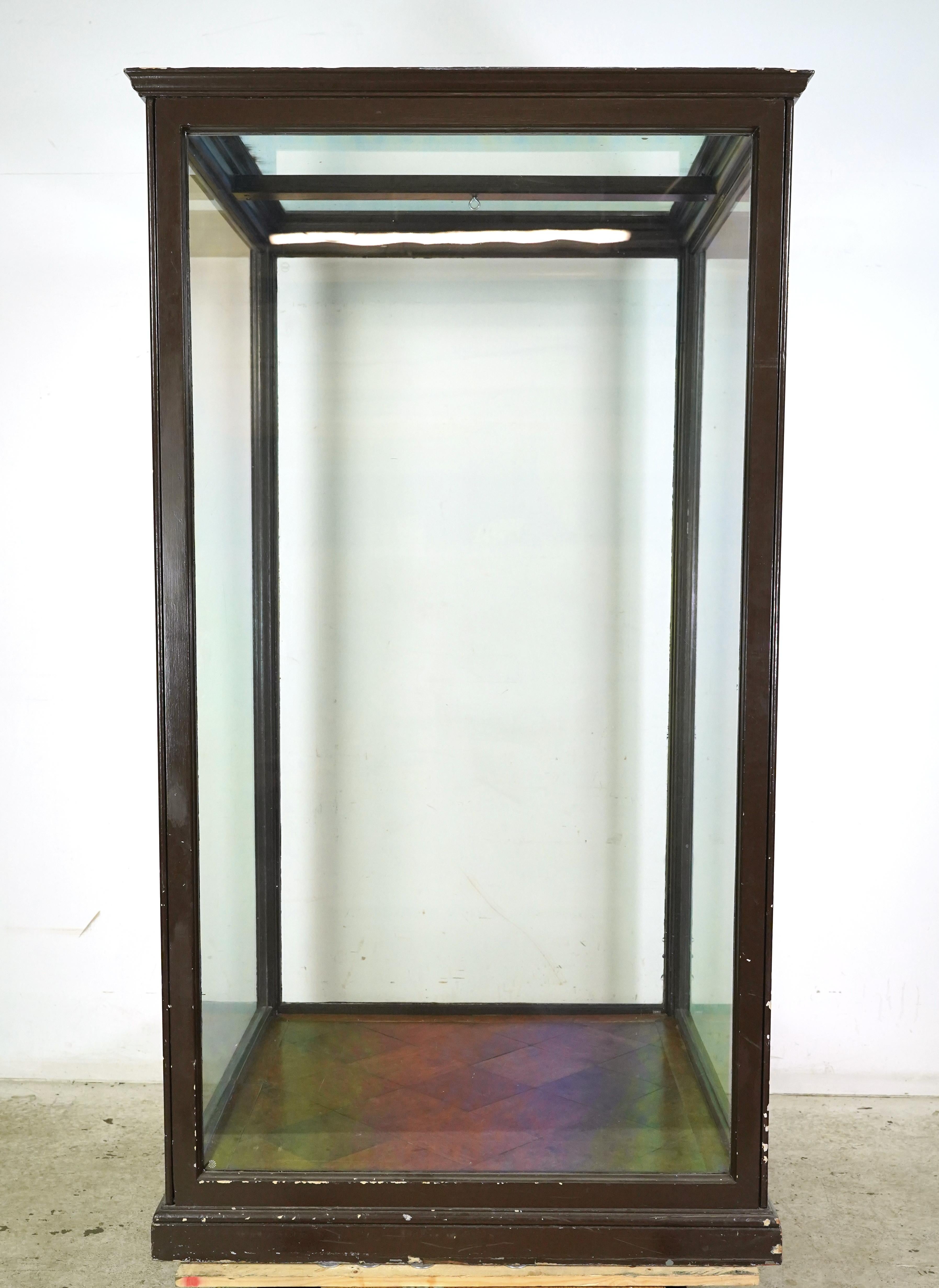 Vetrina da museo inglese antica degli anni '10 del secolo scorso 2