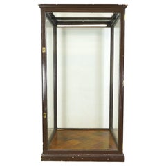 Vetrina da museo inglese antica degli anni '10 del secolo scorso