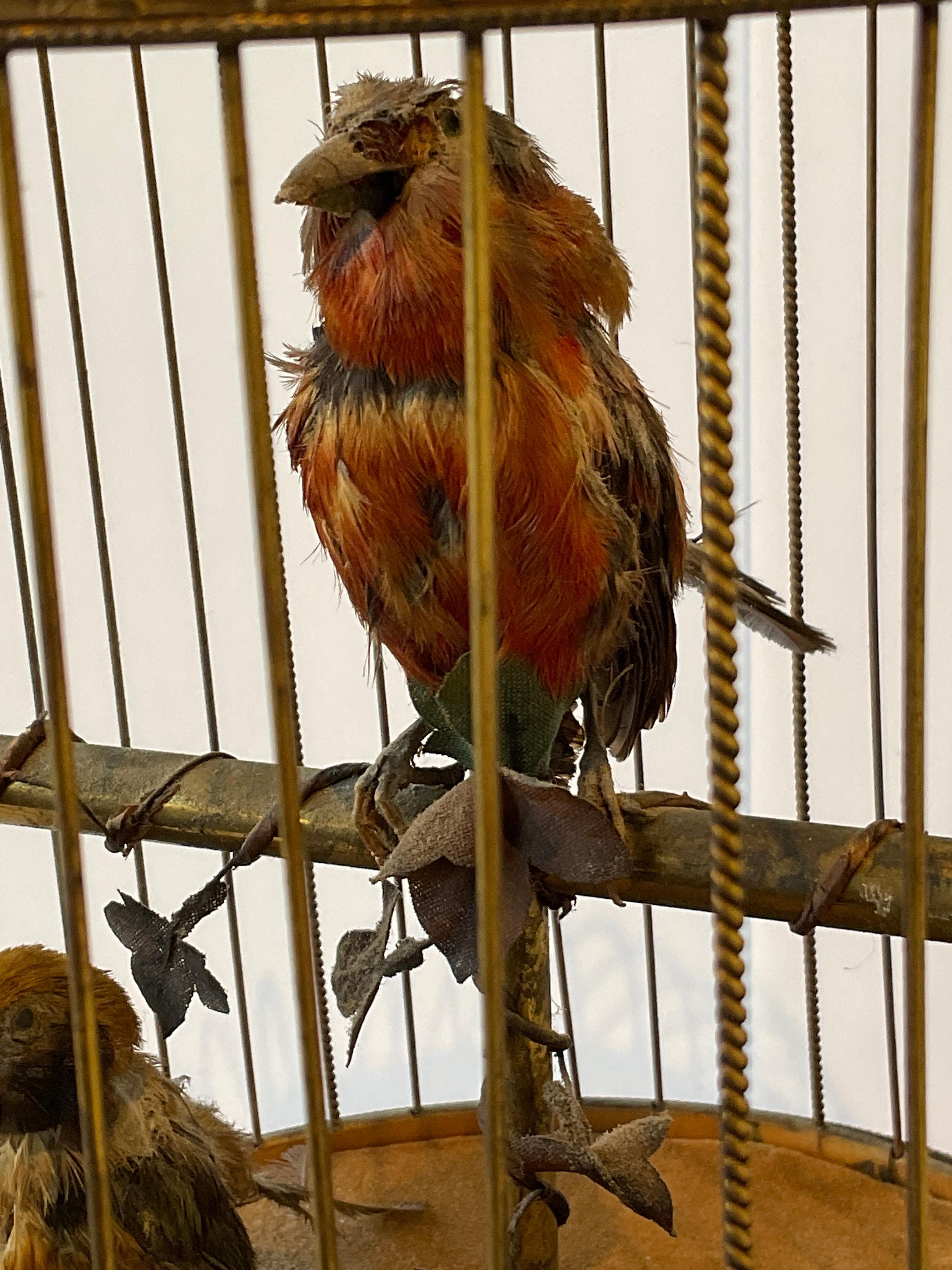 Brass 1915, French Automaton Singing Birds in Birdcage