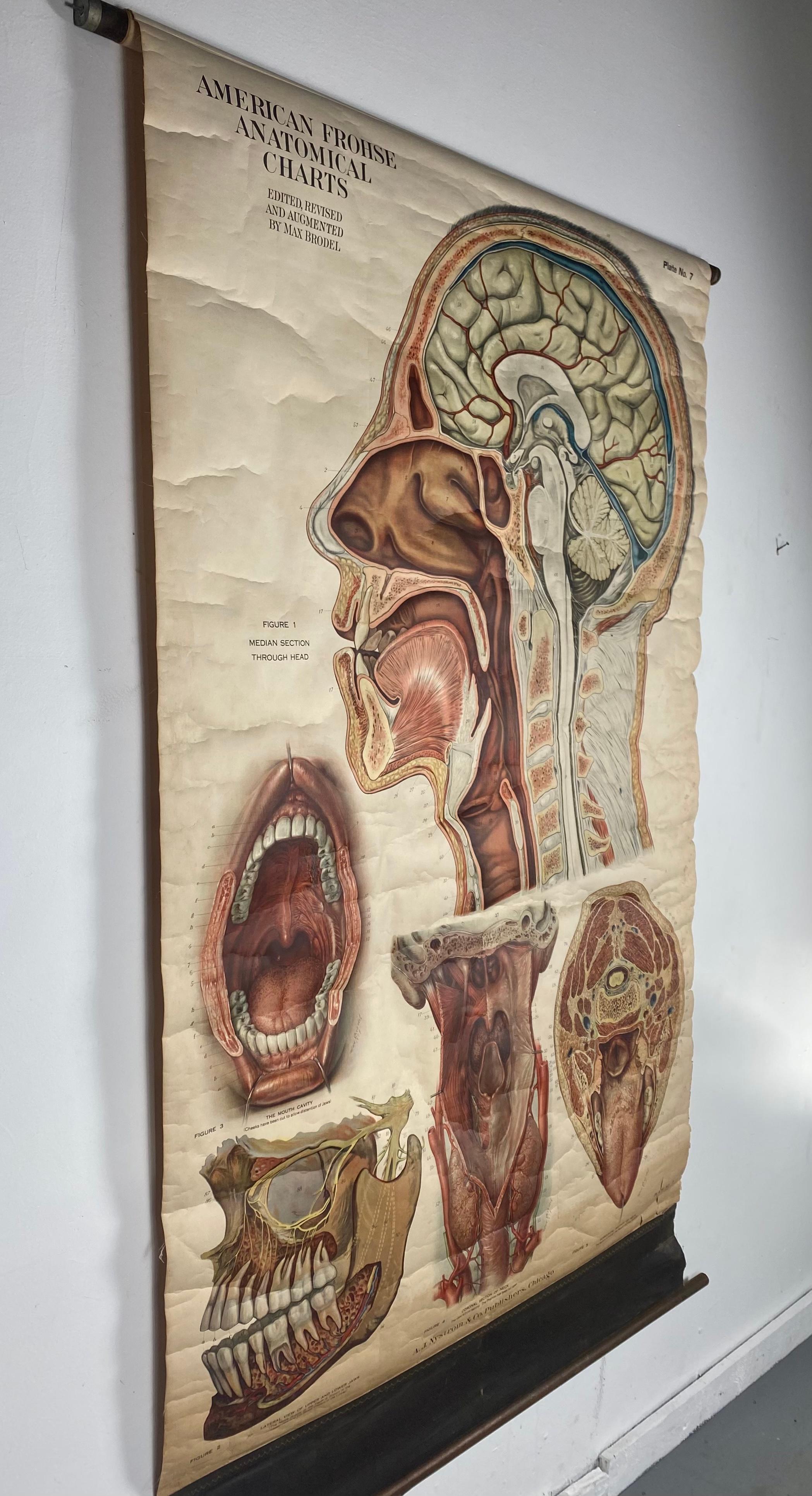 Steampunk 1918 American Frohse Anatomical Chart, A. J. Nystrom, Max Brodel Illustratore in vendita