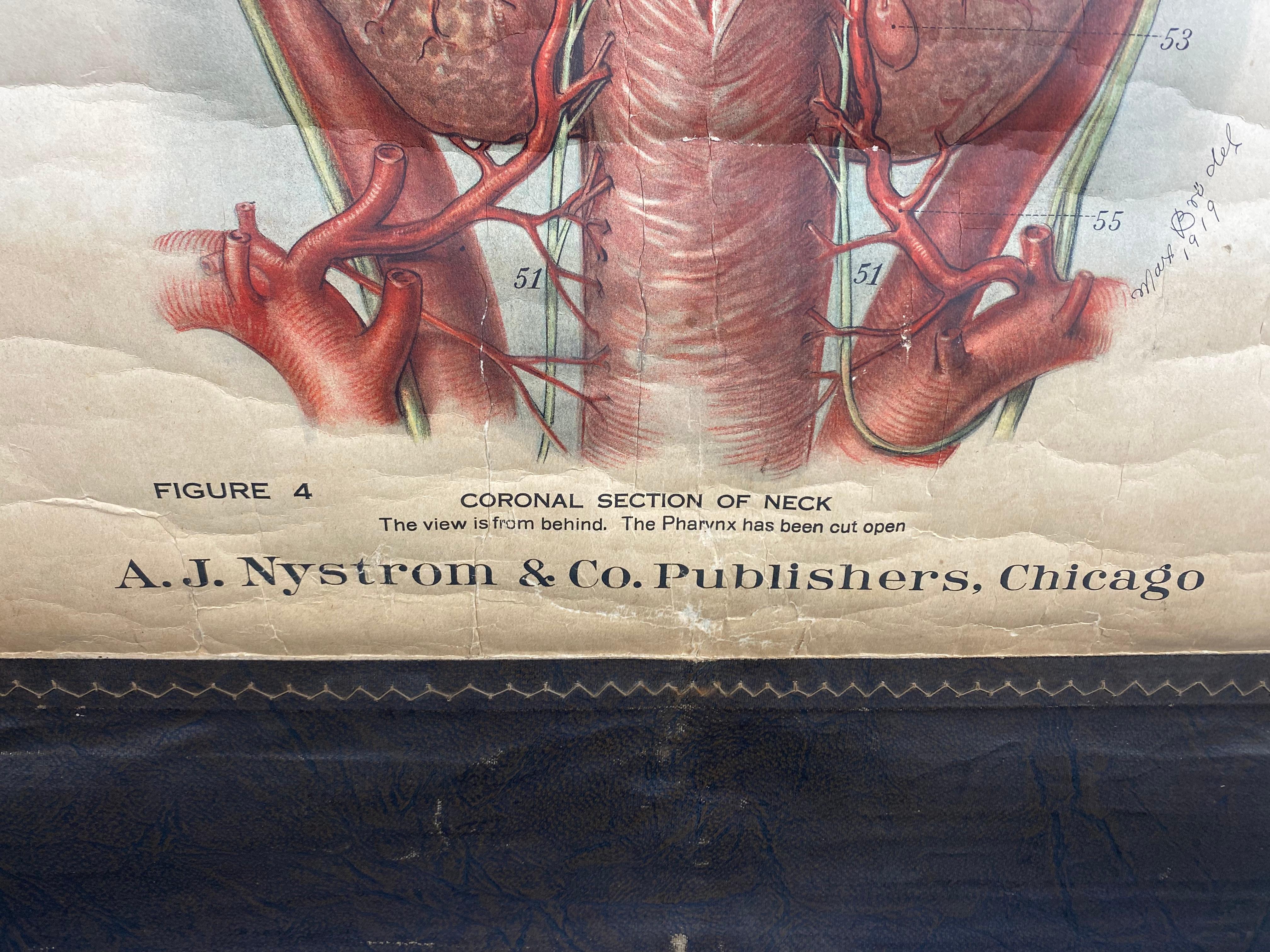 Tableau anatomique de grenouille américaine de 1918, A. J. Nystrom, illustrateur de Max Brodel Bon état - En vente à Buffalo, NY