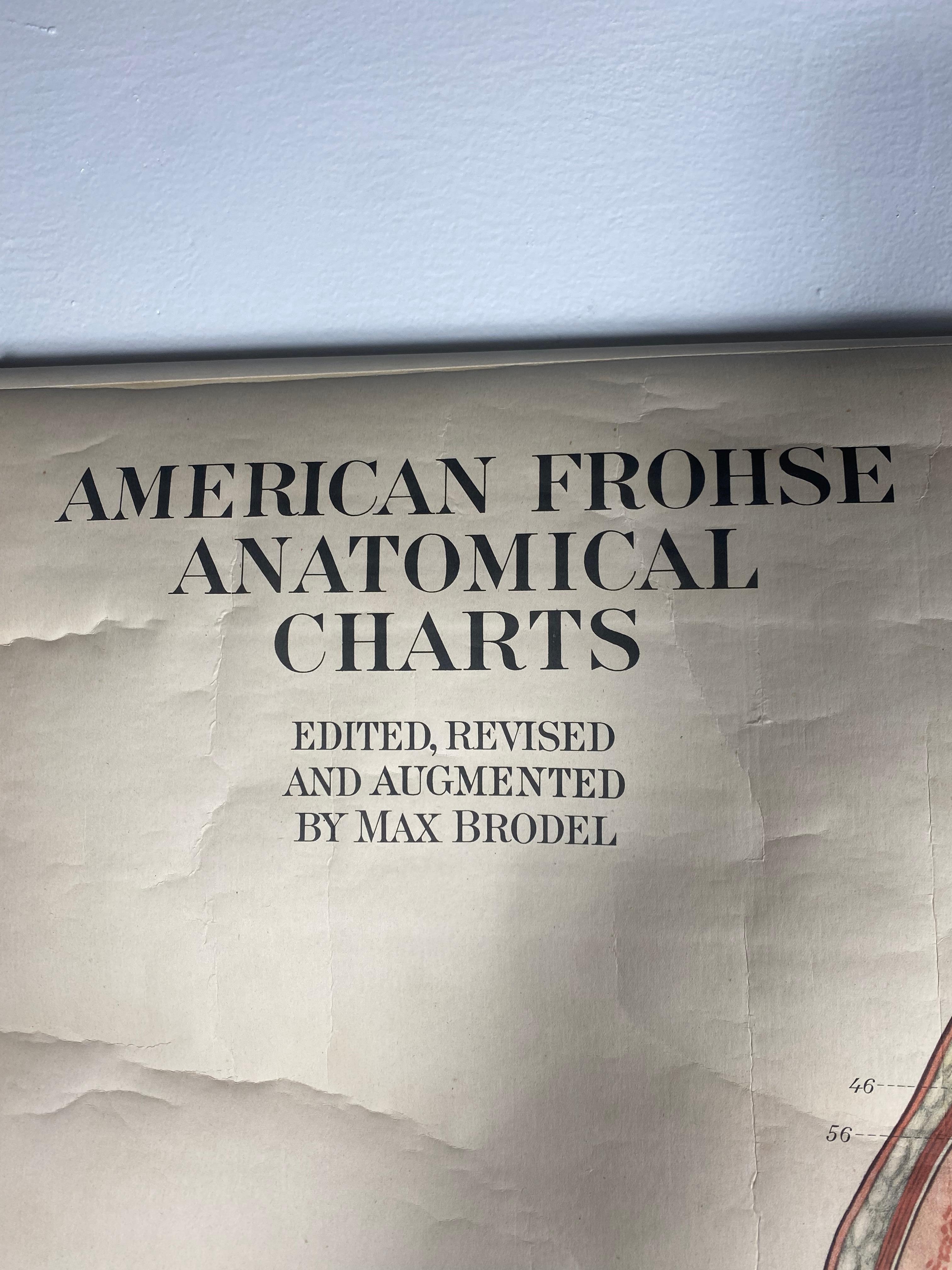 1918 American Frohse Anatomical Chart, A. J. Nystrom, Max Brodel Illustratore in vendita 2