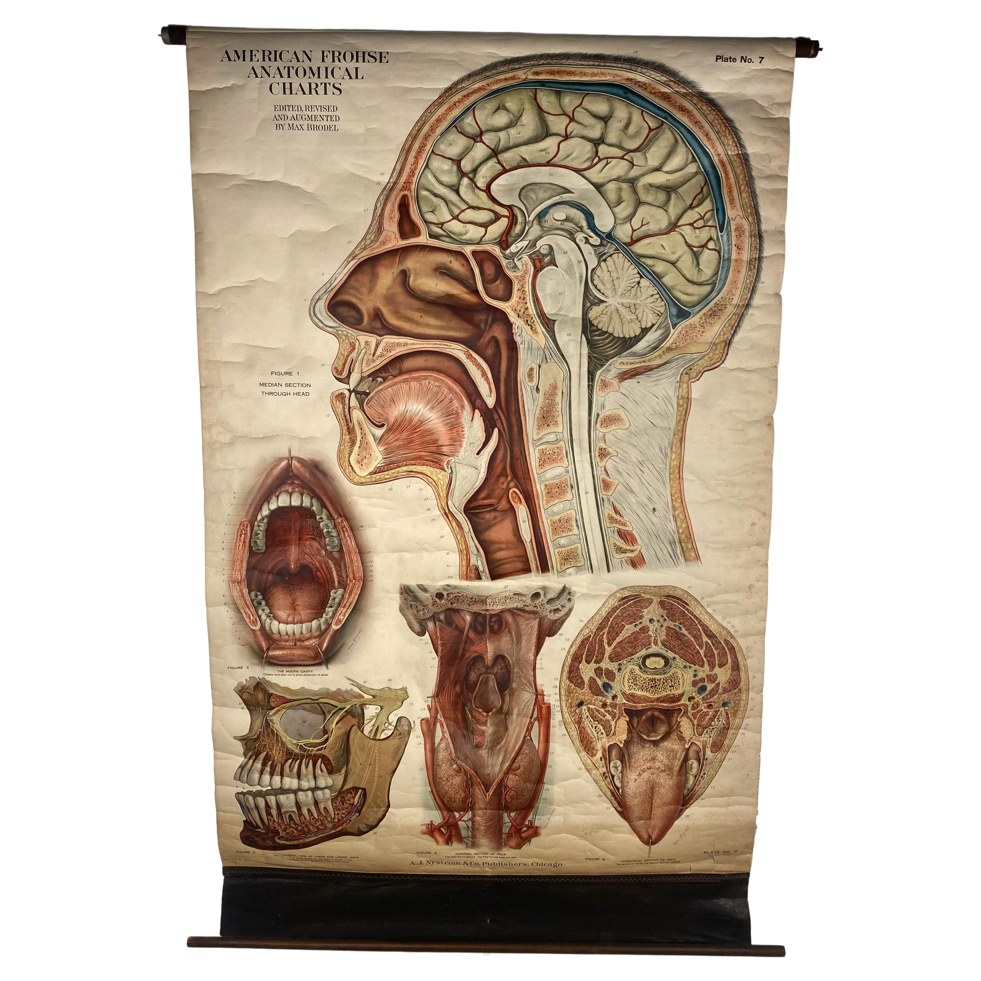 1918 American Frohse Anatomical Chart, A. J. Nystrom, Max Brodel Illustrator For Sale