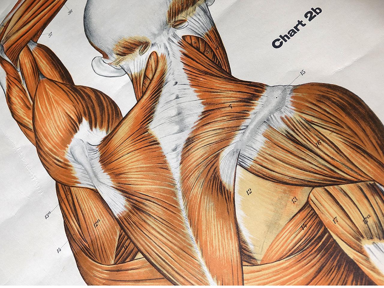 nystrom frohse anatomical charts