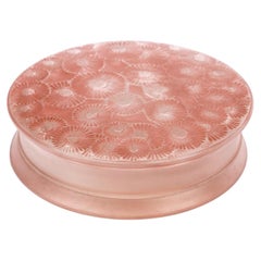 1920 René Lalique - Box Marguerites Daysies Glass With Pink Patina