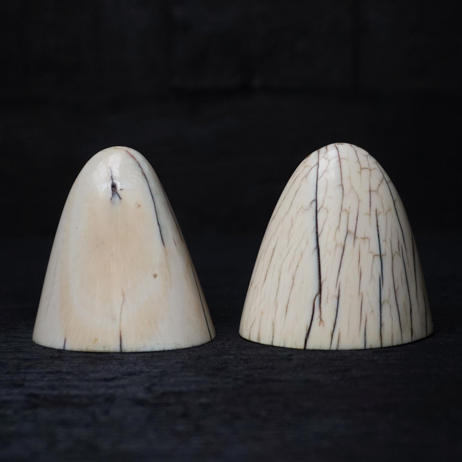 walrus tusks for sale