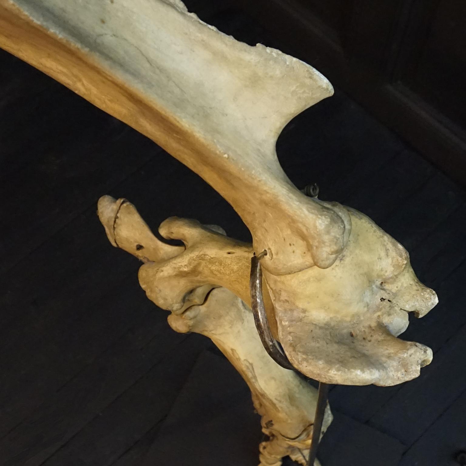 1920s Czech Taxidermy Cow Tur Domácí Bos Taurus Hind Leg Bone Classroom Study For Sale 3