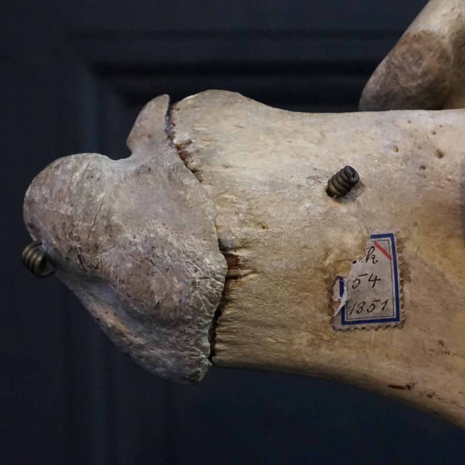 1920s Czech Taxidermy Cow Tur Domácí Bos Taurus Hind Leg Bone Classroom Study For Sale 5