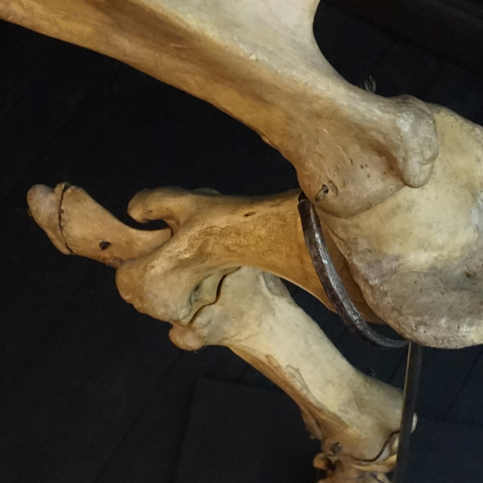 1920s Czech Taxidermy Cow Tur Domácí Bos Taurus Hind Leg Bone Classroom Study For Sale 6