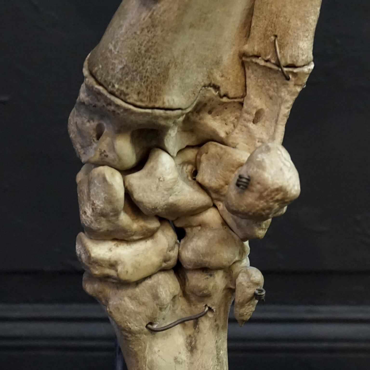 1920s Czech Taxidermy Cow Tur Domácí Bos Taurus Hind Leg Bone Classroom Study For Sale 7