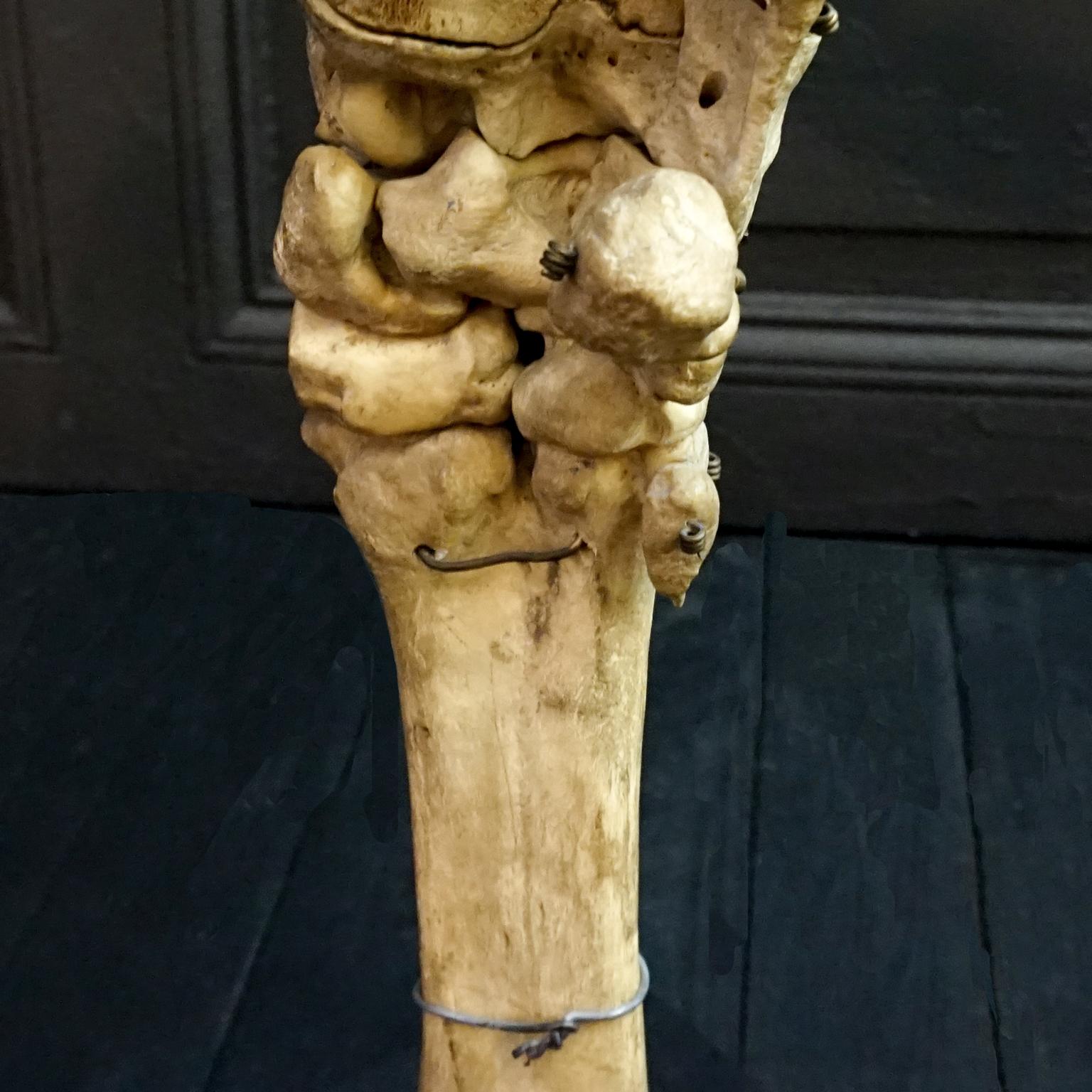 1920s Czech Taxidermy Cow Tur Domácí Bos Taurus Hind Leg Bone Classroom Study For Sale 8
