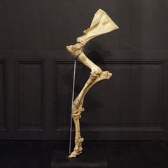 1920s Czech Taxidermy Cow Tur Domácí Bos Taurus Hind Leg Bone Classroom Study