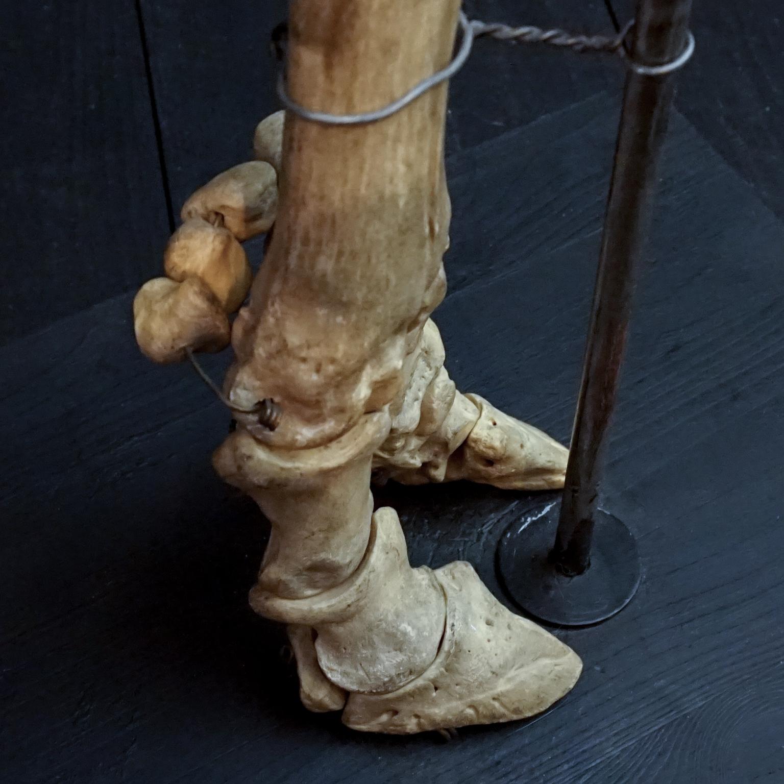 1920s Czech Taxidermy Cow Tur Domácí Bos Taurus Hind Leg Bone Classroom Study In Good Condition For Sale In Haarlem, NL