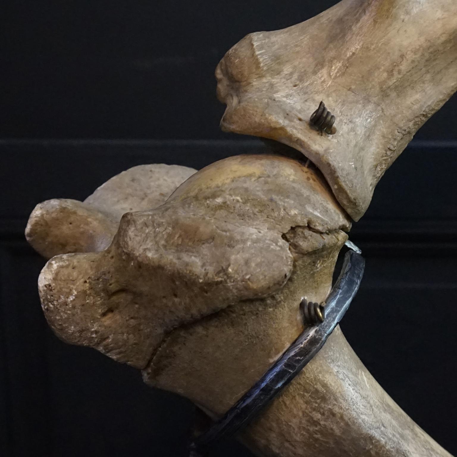 1920s Czech Taxidermy Cow Tur Domácí Bos Taurus Hind Leg Bone Classroom Study For Sale 1