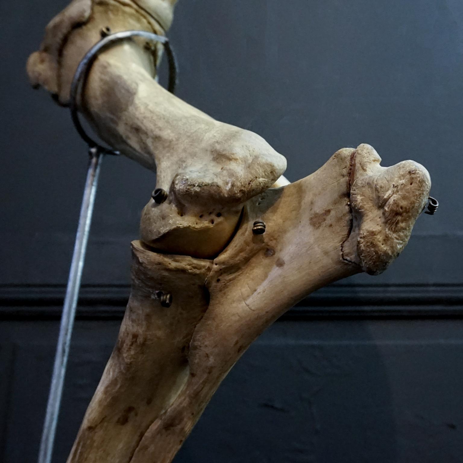 1920s Czech Taxidermy Cow Tur Domácí Bos Taurus Hind Leg Bone Classroom Study For Sale 2