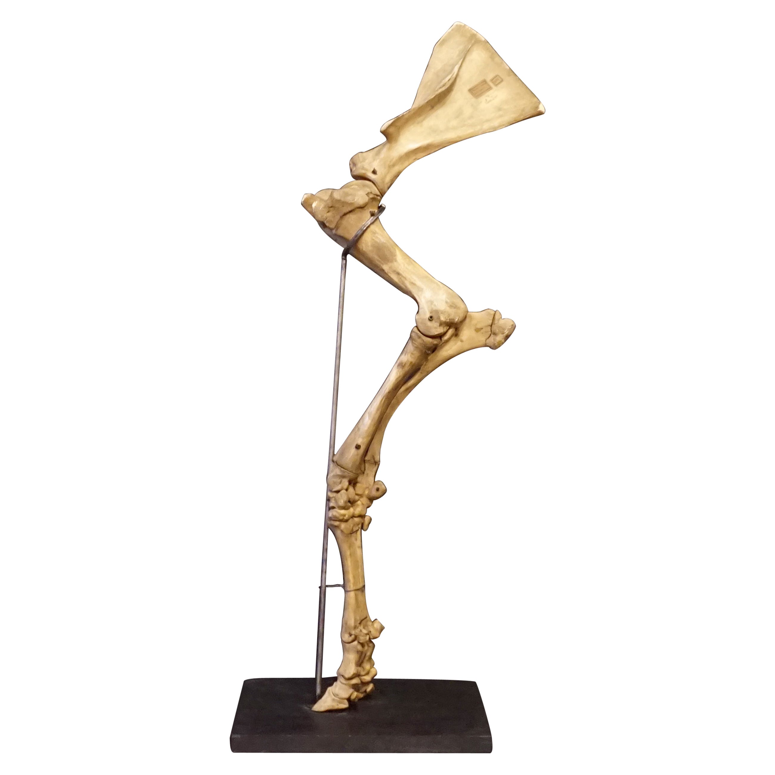 1920s Czech Taxidermy Cow Tur Domc Bos Taurus Hind Leg Bone Classroom Study en vente