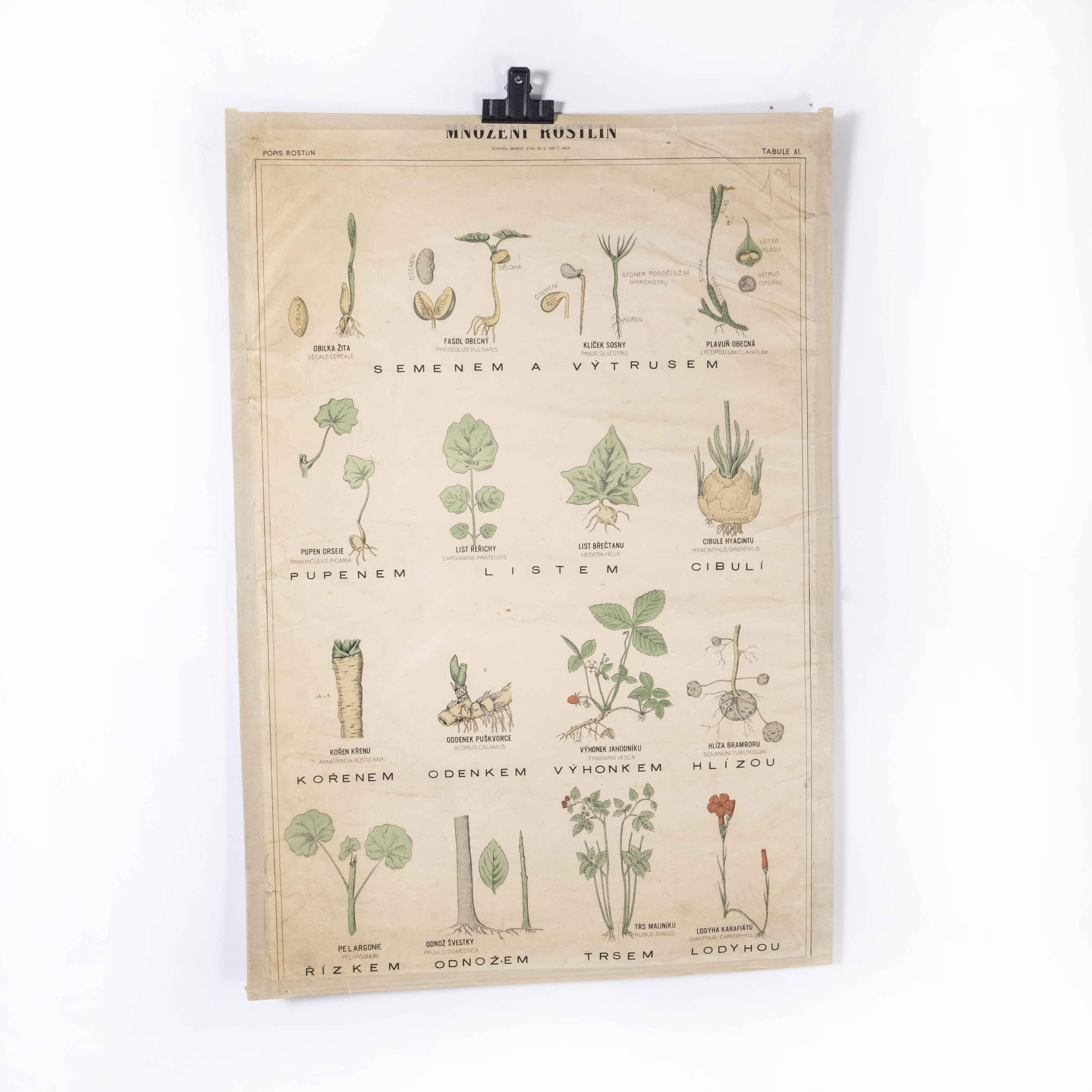 1920’s Flower Educational Poster
1920’s Flower Educational Poster. 20th century Czechoslovakian educational chart. A rare and vintage wall chart from the Czech Republic illustrating different types of flowers. This heavyweight paper chart is In