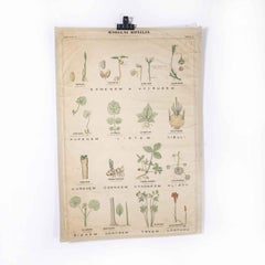 1920's Flower Educational Poster