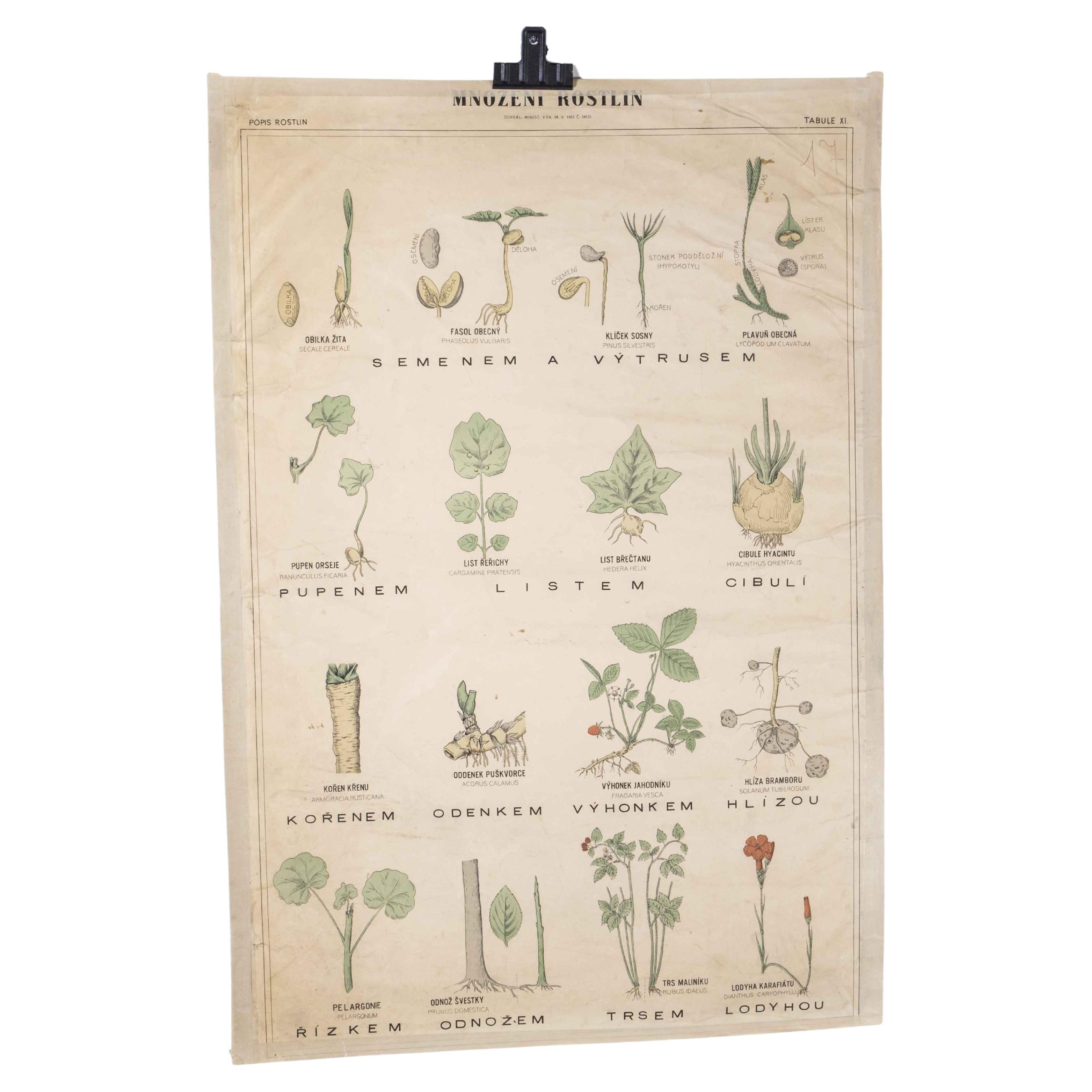1920's Flower Educational Poster For Sale