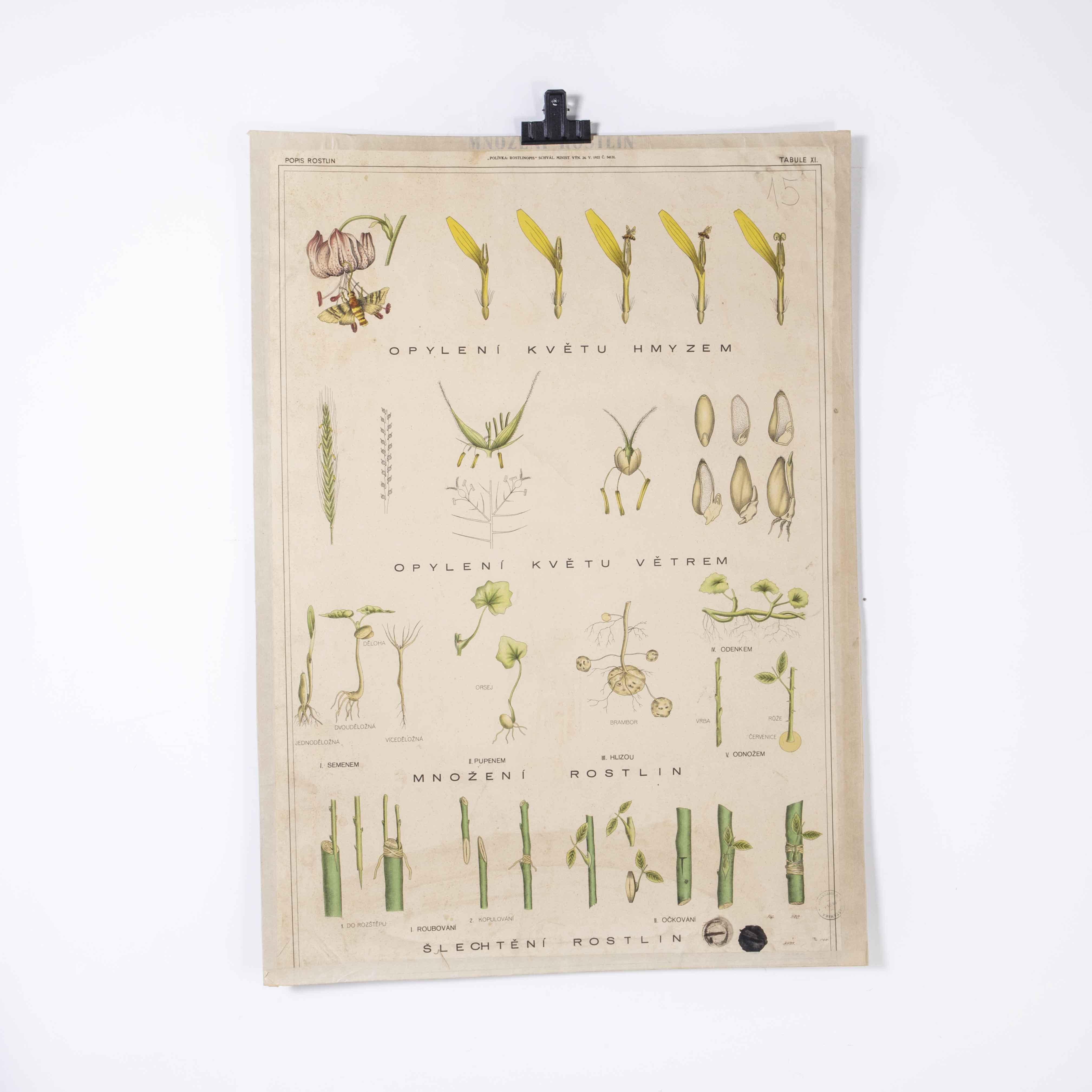 Czech 1920's Plant Educational Poster For Sale