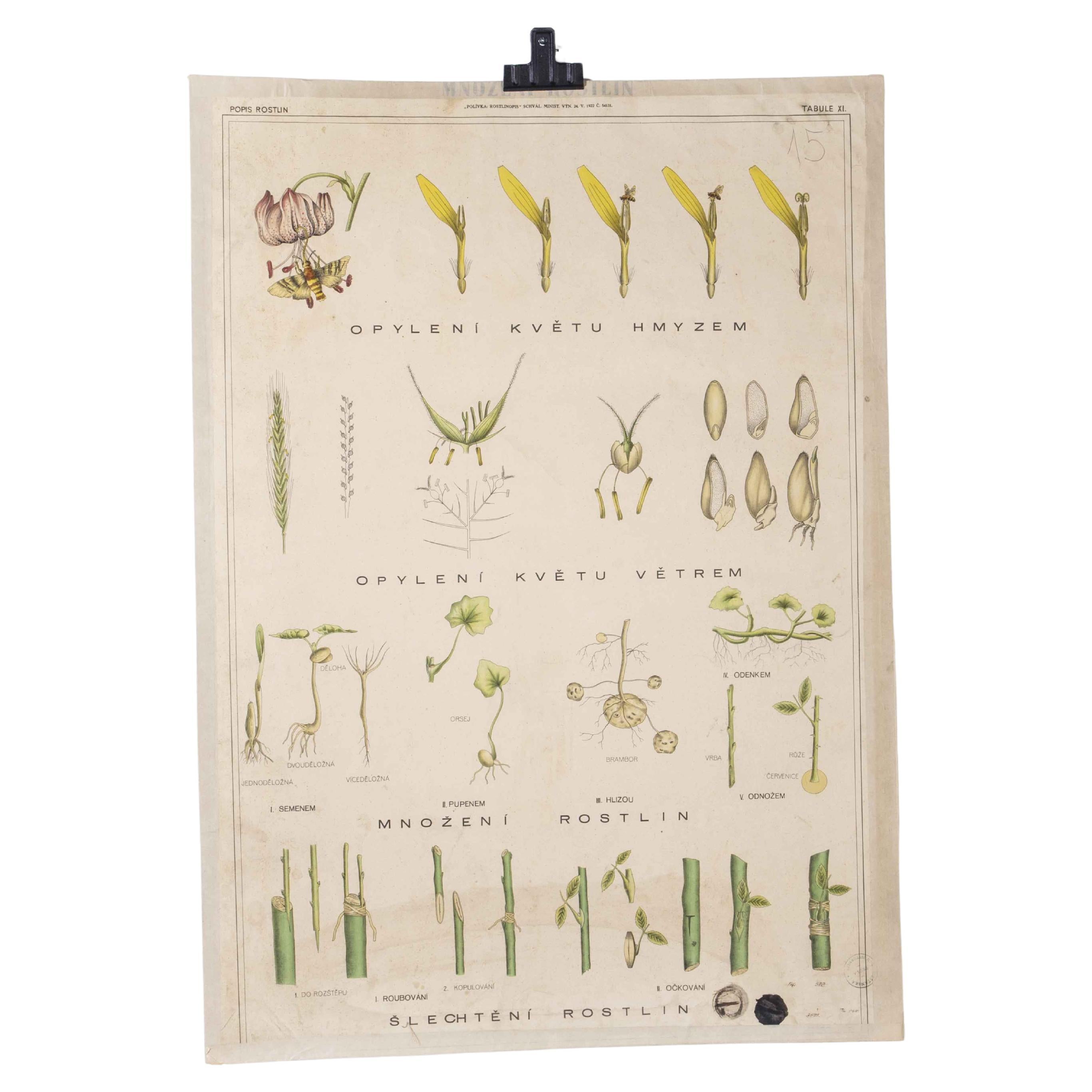 1920's Plant Educational Poster For Sale
