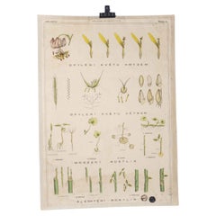 Antique 1920's Plant Educational Poster