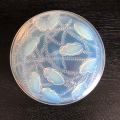 1921 René Lalique Cleones Opalescent Box Jar, Beetles