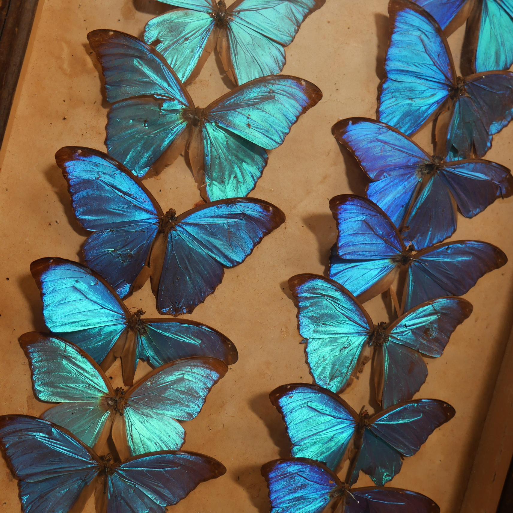 A beautiful collection of Morpho Didius butterflies specimens.
A wonderful entomology collection of fourteen vivid blue Morpho butterflies in their original glazed wooden display case finished with a dated paper label to the bottom. A phenomenal