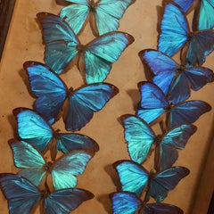 1927, Entomology Collection of Fourteen Morpho Didius Butterfly Specimens