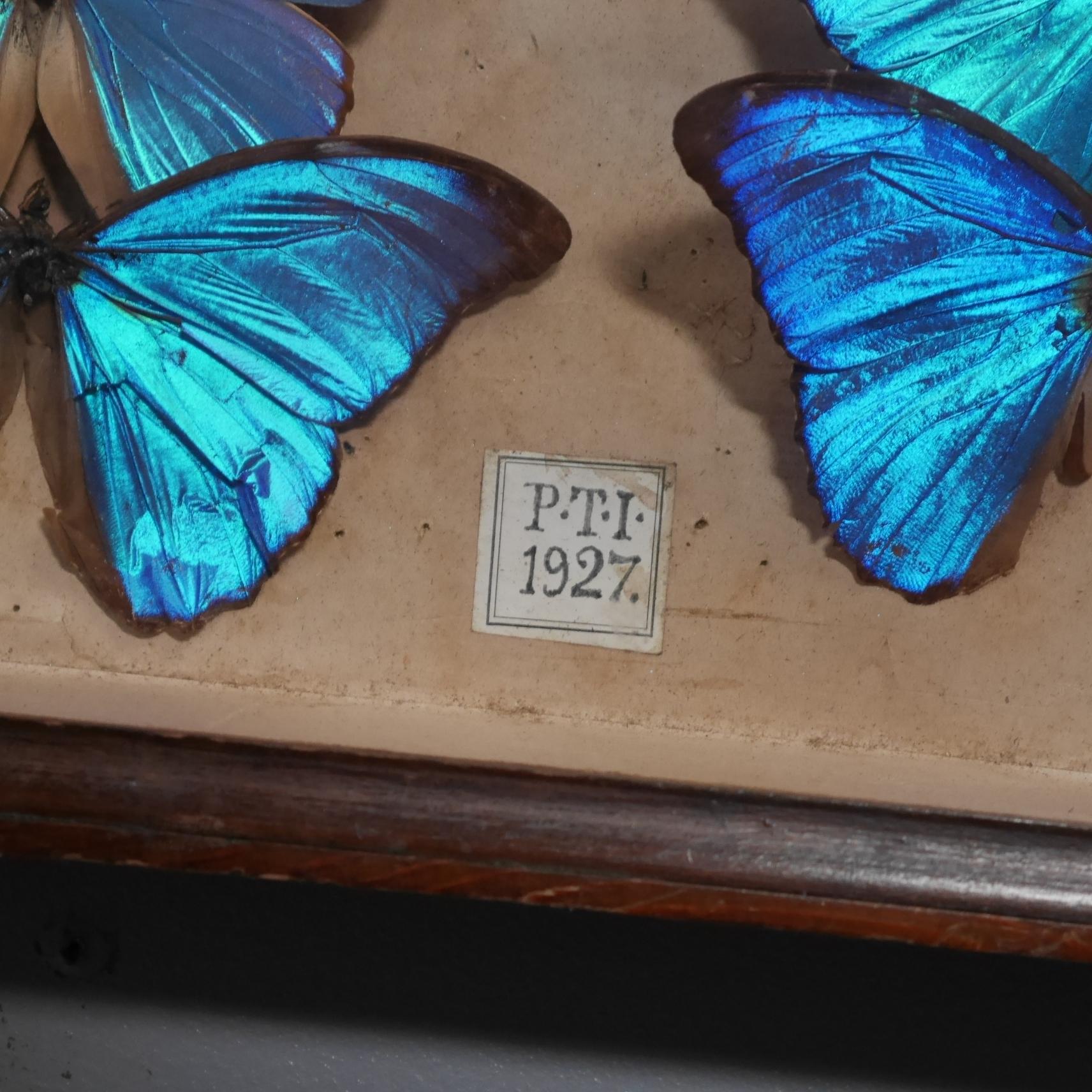 Victorien Collection de quatorze spécimens de papillons de Morpho Didius de 1927 entomologie en vente