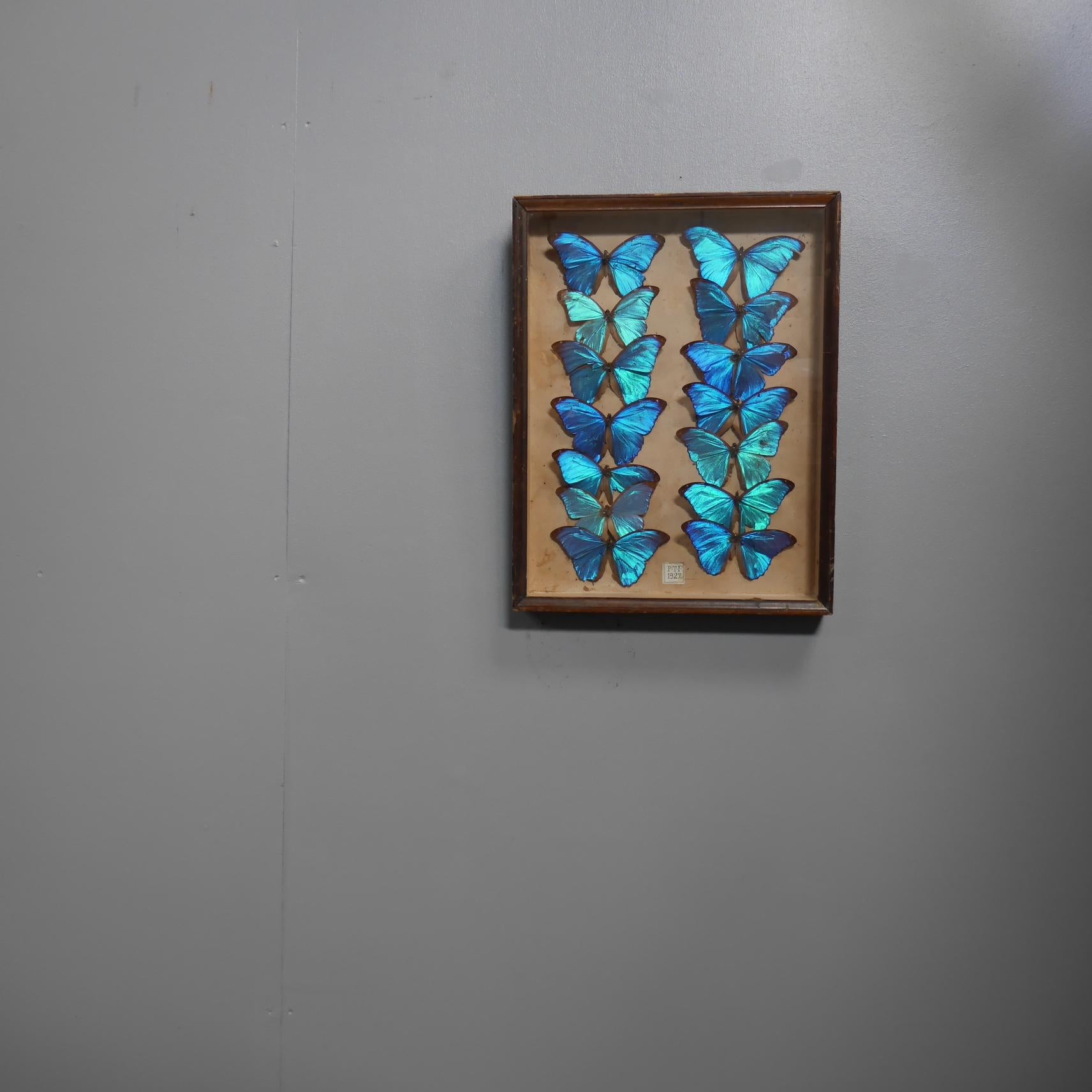 Britannique Collection de quatorze spécimens de papillons de Morpho Didius de 1927 entomologie en vente