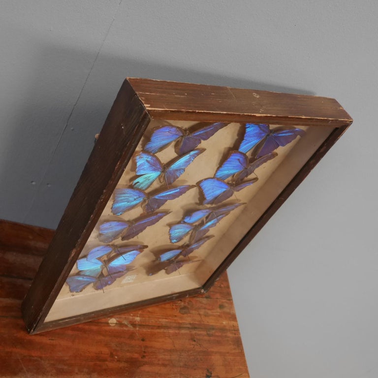 1927, Entomology Collection of Fourteen Morpho Didius Butterfly